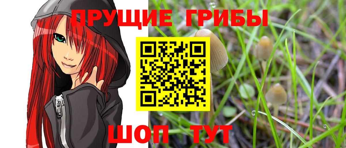 Псилоцибиновые грибы GOLDEN TEACHER Губкинский
